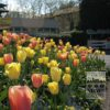 Tulipes 'Marit' (12179) – Image 2