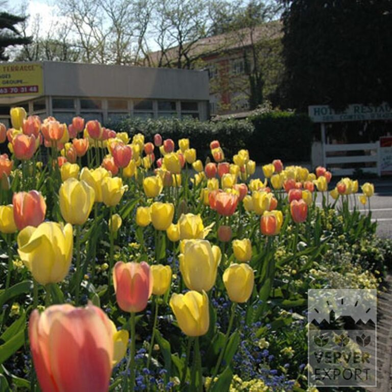 Tulipes 'Marit' (12179) – Image 2