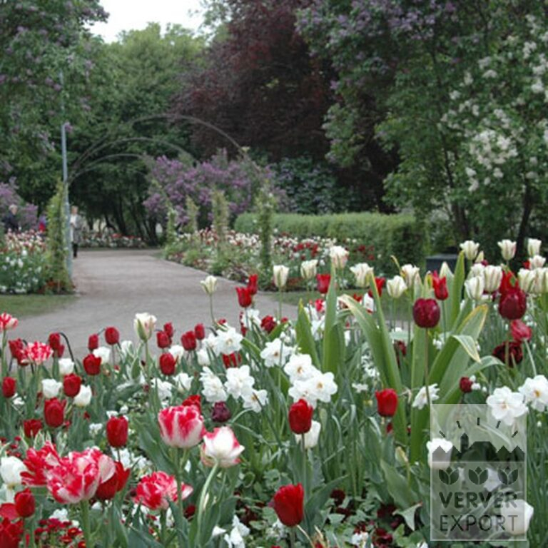 Tulipes 'Calgary' (12105) – Image 2