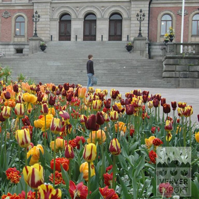 Tulipes 'Gold Dust' (12240) – Image 2