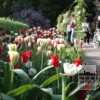 Tulipes 'Queen of Night' (12217) – Image 2