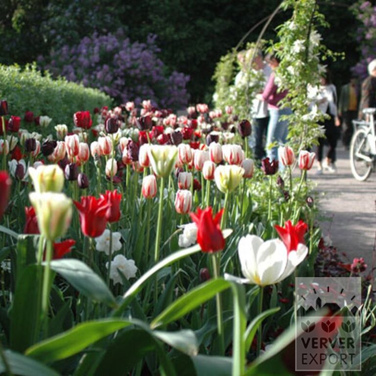 Tulipes 'Spring Green' (12288) – Image 3