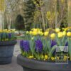 Tulipes 'Monte Carlo' (12085) – Image 3