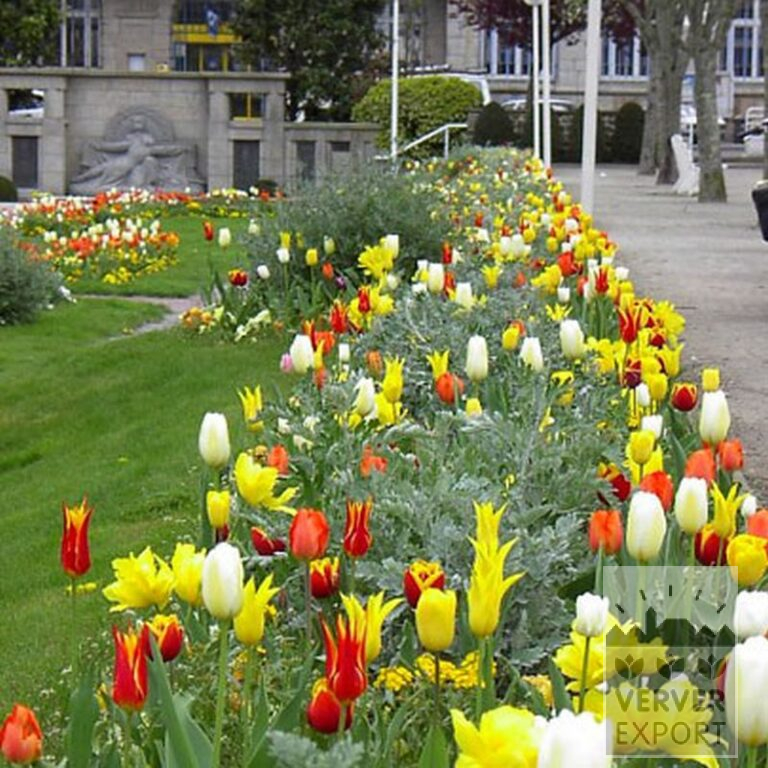 Tulipes 'Fly Away' (12188) – Image 2