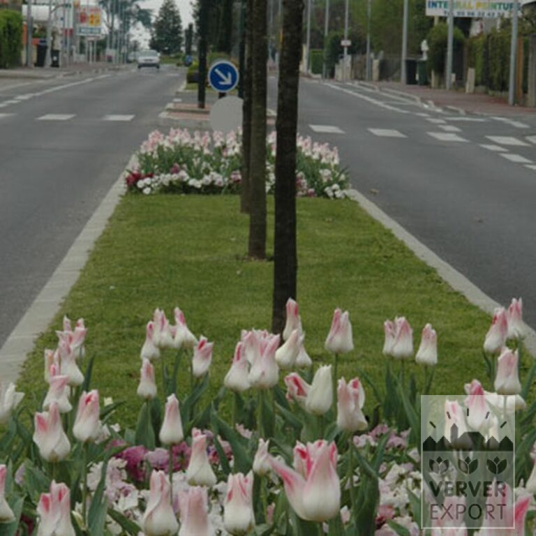Tulipes 'Holland Chic' (12500) – Image 2
