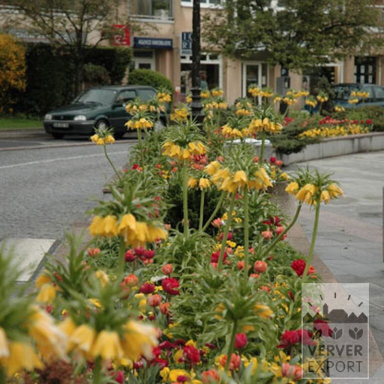 Fritillaria imperialis 'Lutea' (16053) – Image 2