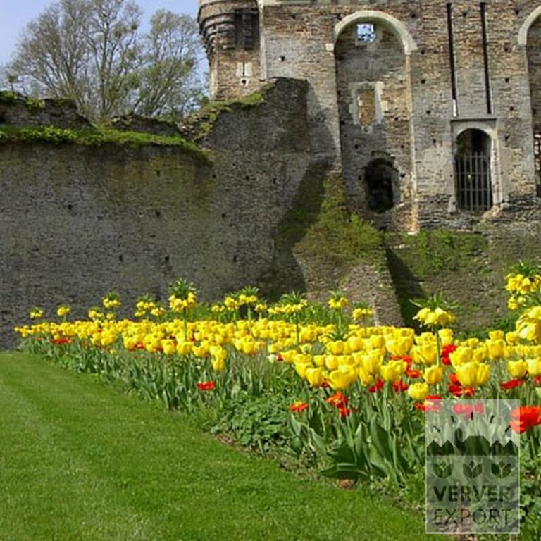 Fritillaria imperialis 'Lutea' (16053) – Image 3