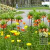 Fritillaria imperialis 'Rubra' (16052) – Image 2