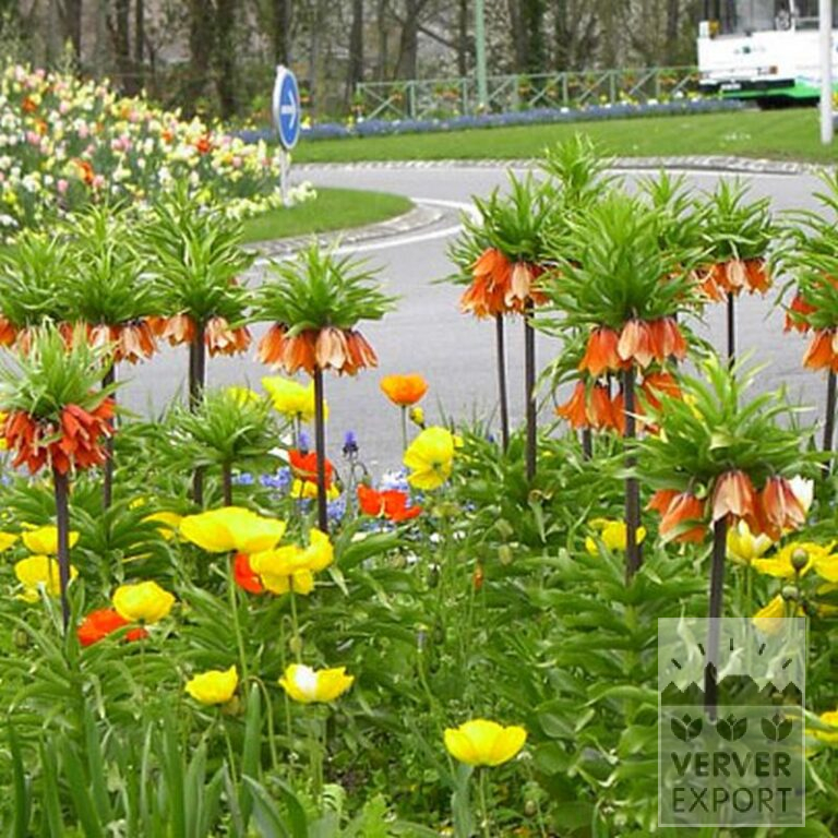 Fritillaria imperialis 'Rubra' (16052) – Image 2