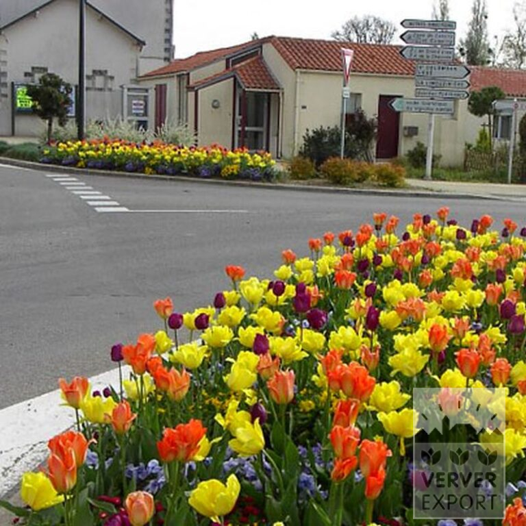Mélanges Verver 'Ville de Malakoff' © (11039) – Image 2