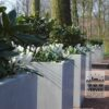 Crocus 'Jeanne d'Arc' (14002) – Image 2
