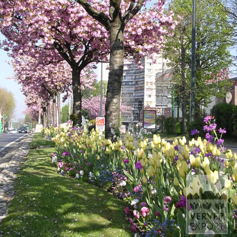 Tulipes 'Antoinetta' (12263) – Image 2