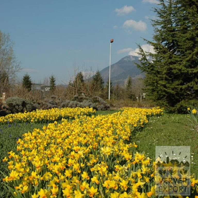 Narcisses 'Fortissimo' (15033) – Image 3