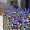 Muscari armeniacum (16079) – Image 3