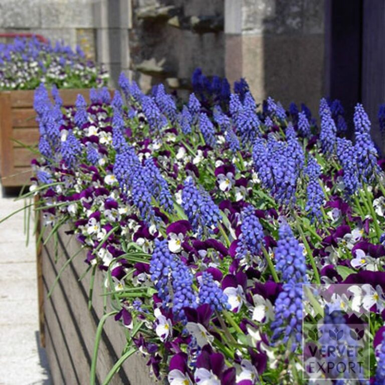 Muscari armeniacum (16079) – Image 3