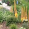 Eremurus ruyter 'Emmy Ro' (16044) – Image 2