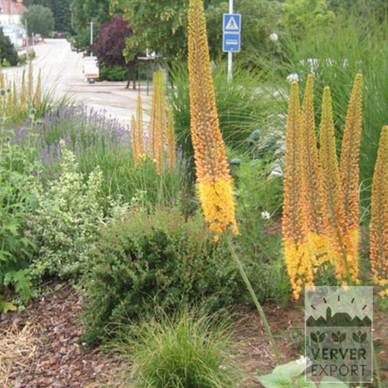 Eremurus ruyter 'Emmy Ro' (16044) – Image 2