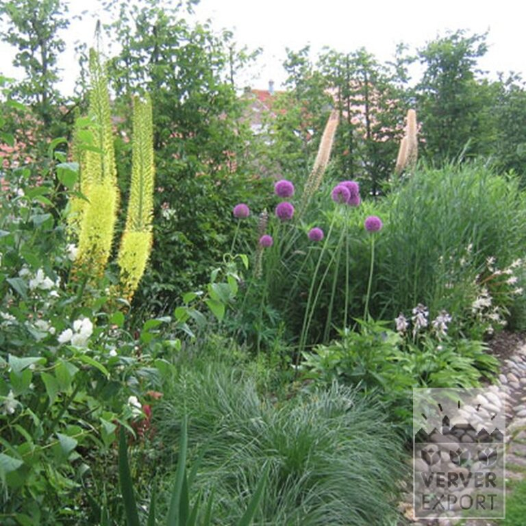 Eremurus bungei (16040) – Image 2