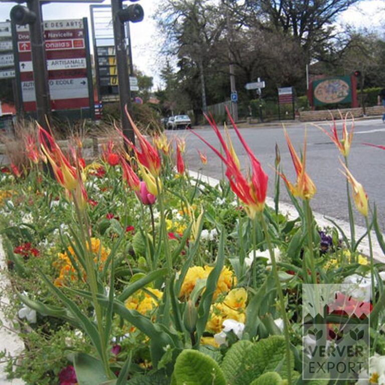 Tulipes acuminata (12001) – Image 2