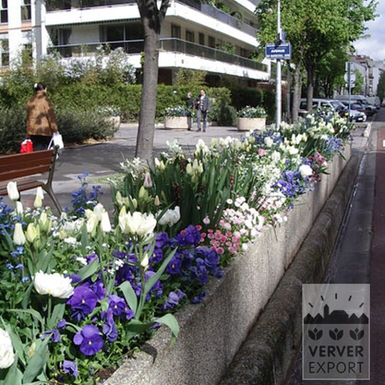 Tulipes 'Mount Tacoma' (12244) – Image 2