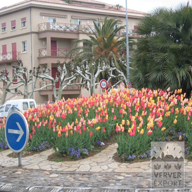 Tulipes 'Temple of Beauty' (12221) – Image 2