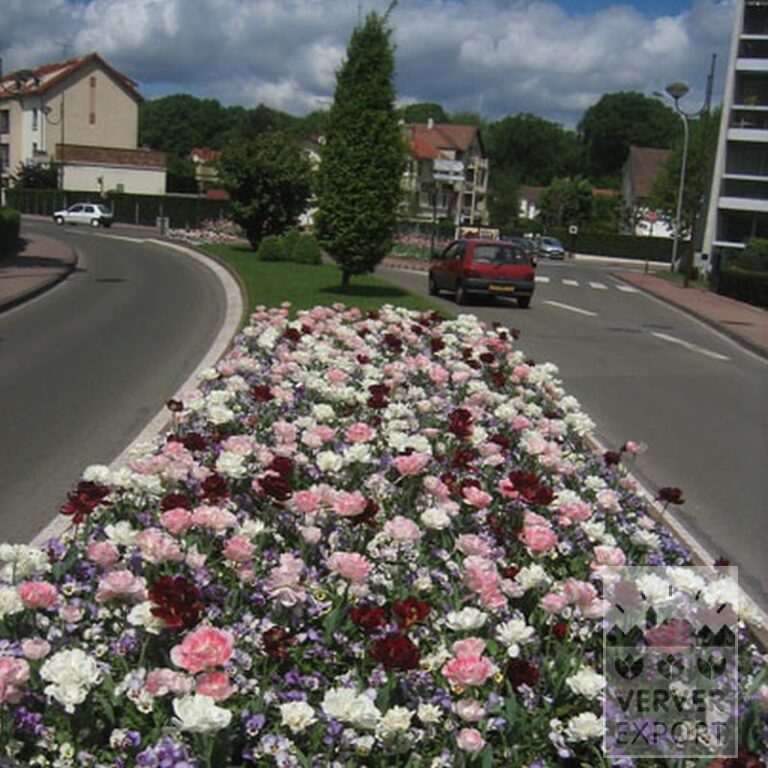 Mélanges Verver 'Ville de Vélizy' © (11087) – Image 2