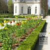 Fritillaria imperialis 'Rubra' (16052) – Image 3