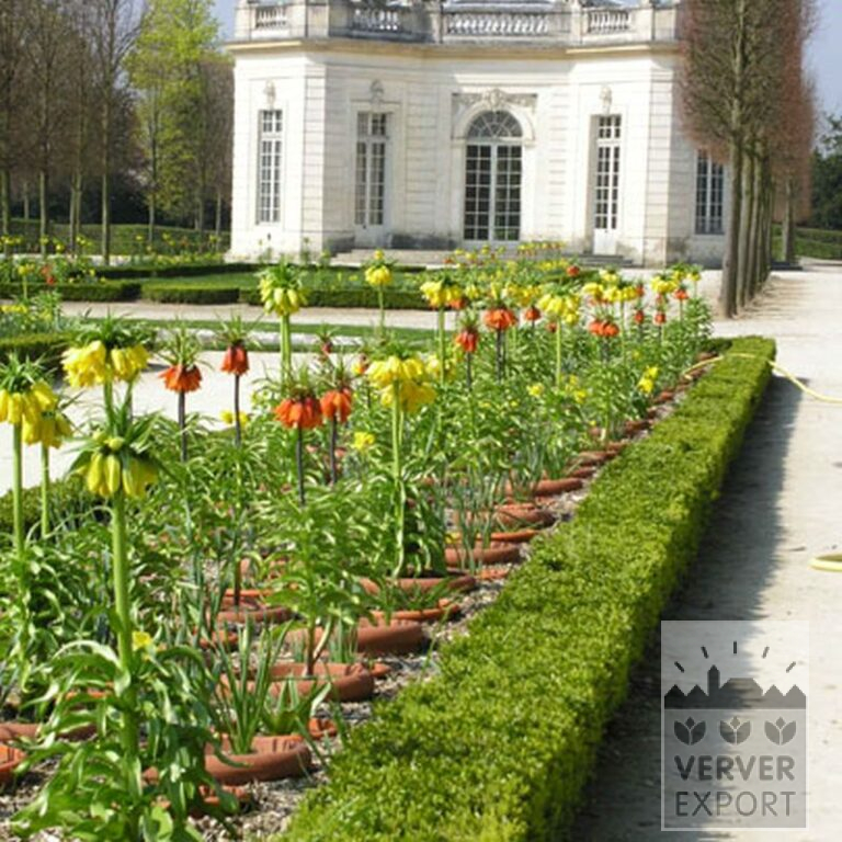 Fritillaria imperialis 'Lutea' (16053) – Image 4