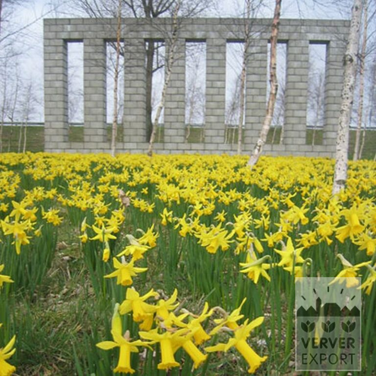 Narcisses 'Peeping Tom' (15007) – Image 2