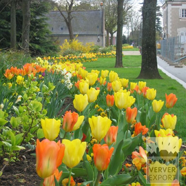 Tulipes 'Orange Emperor' (12050) – Image 3
