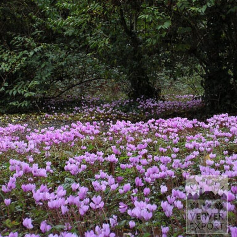 Cyclamen hederifolium (16036) – Image 2