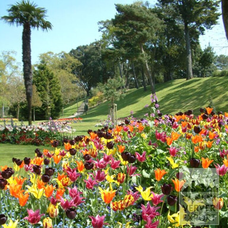 Tulipes 'Mariëtte' (12193) – Image 3