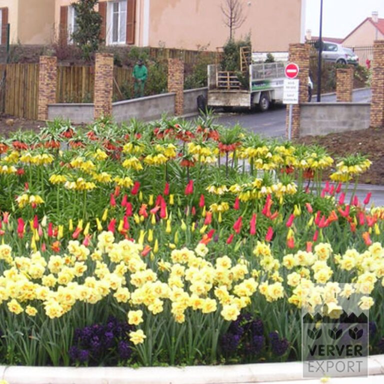 Tulipes 'Mariëtte' (12193) – Image 4