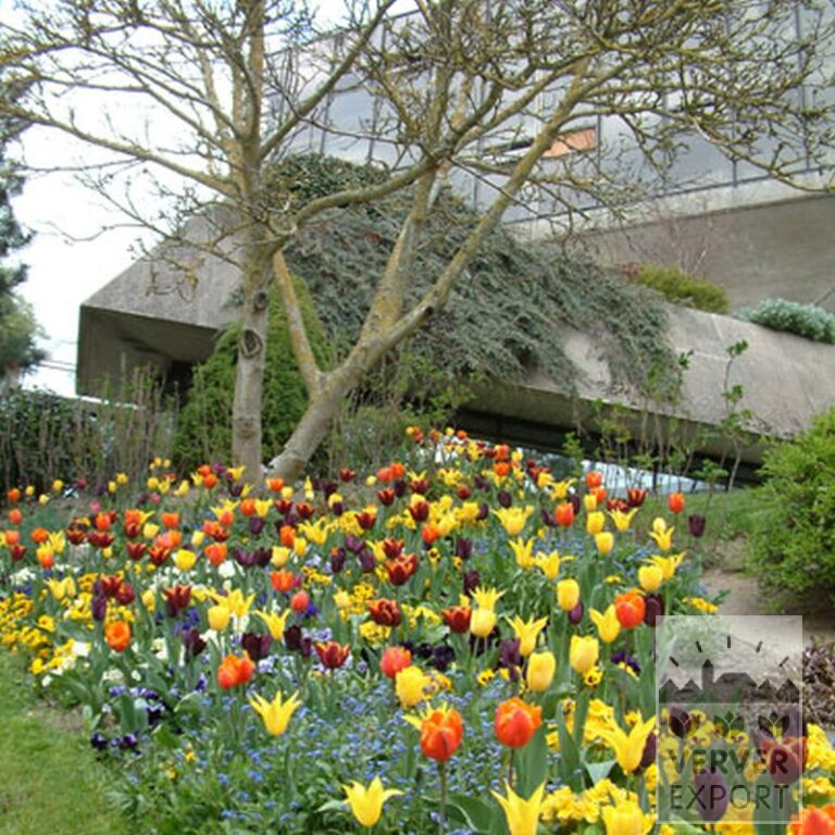 Tulipes 'Gavota' (12134) – Image 2