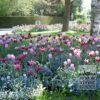 Tulipes 'Ballade' (12184) – Image 3