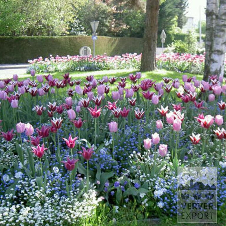 Tulipes 'Ballade' (12184) – Image 3