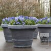 Muscari armeniacum (16079) – Image 4