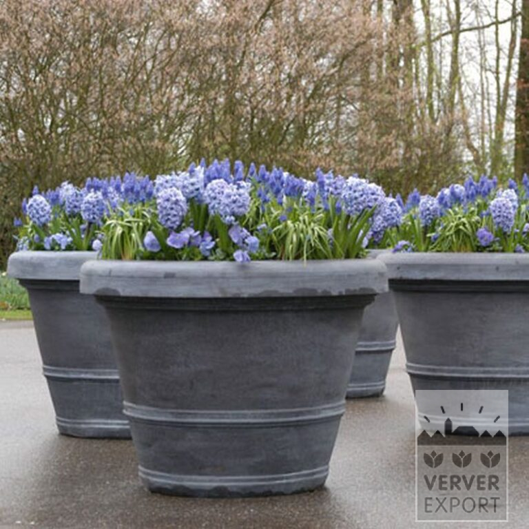 Muscari armeniacum (16079) – Image 4