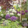 Allium (ail d'ornement) giganteum (16006) – Image 4