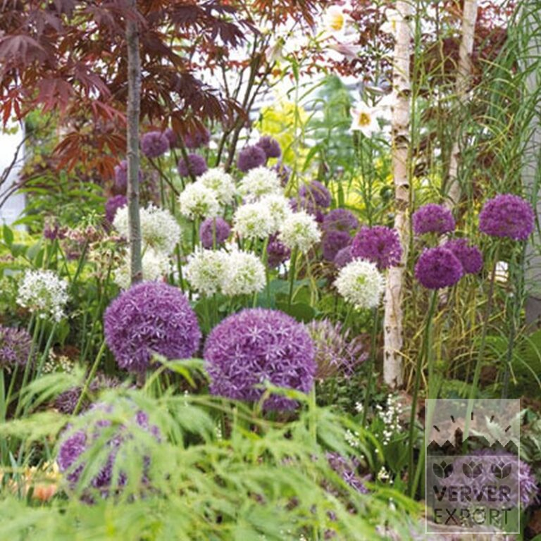 Allium (ail d'ornement) giganteum (16006) – Image 4