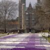 Crocus 'Jeanne d'Arc' (14002) – Image 3