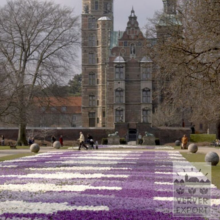 Crocus 'Jeanne d'Arc' (14002) – Image 3