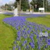 Muscari armeniacum (16079) – Image 5