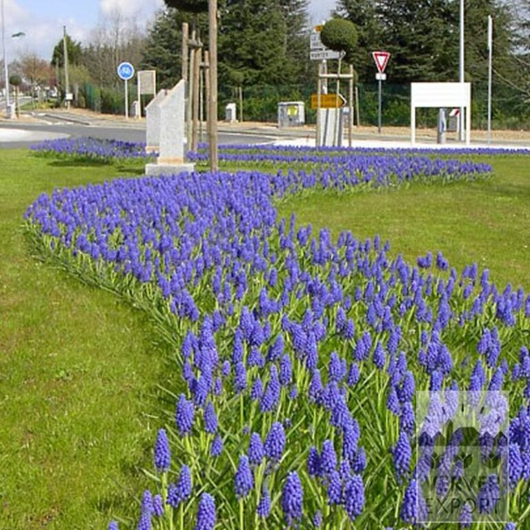 Muscari armeniacum (16079) – Image 5