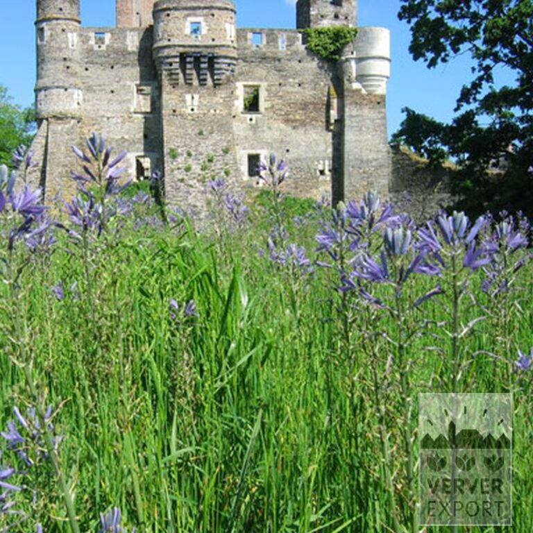 Camassia leichtlinii 'Caerulea' (16028) – Image 2
