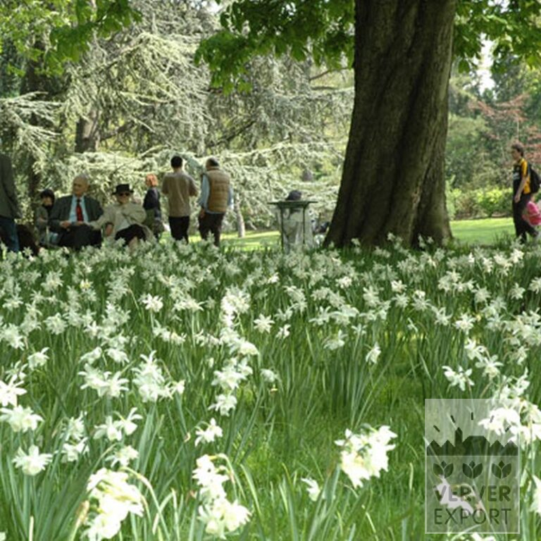 Narcisses 'Thalia' (15066) – Image 2