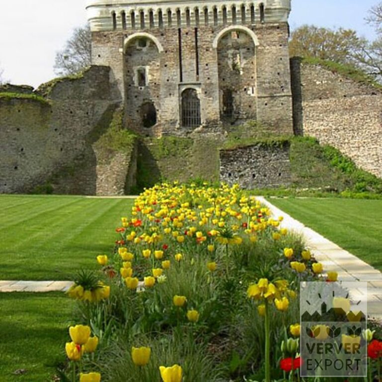 Fritillaria imperialis 'Lutea' (16053) – Image 6