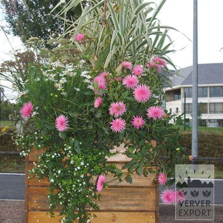 Dahlia 'Park Princess' (22022) – Image 2