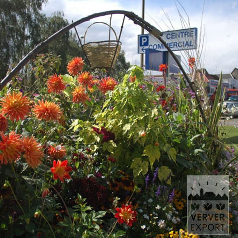 Dahlia 'Alstergruss' (22106) – Image 2
