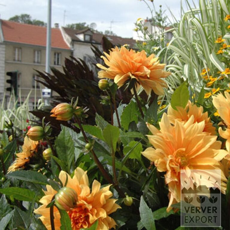 Dahlia 'Glorie van Heemstede' (22078) – Image 2